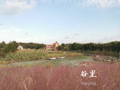 -大塘金香草谷