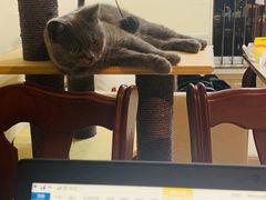 -猫大福·Fortune Cat猫舍(百子湾店)