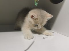 -东方名猫馆·英短金渐层布偶猫舍(环线广场1号楼店)