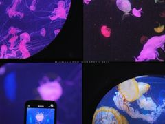 -珠海长隆海洋王国