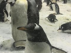 -大连圣亚海洋世界
