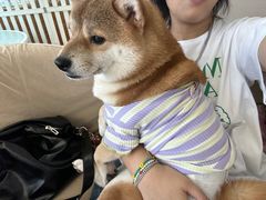 -怪兽屋·羊驼·猫咖·狗咖(俊华广场店)