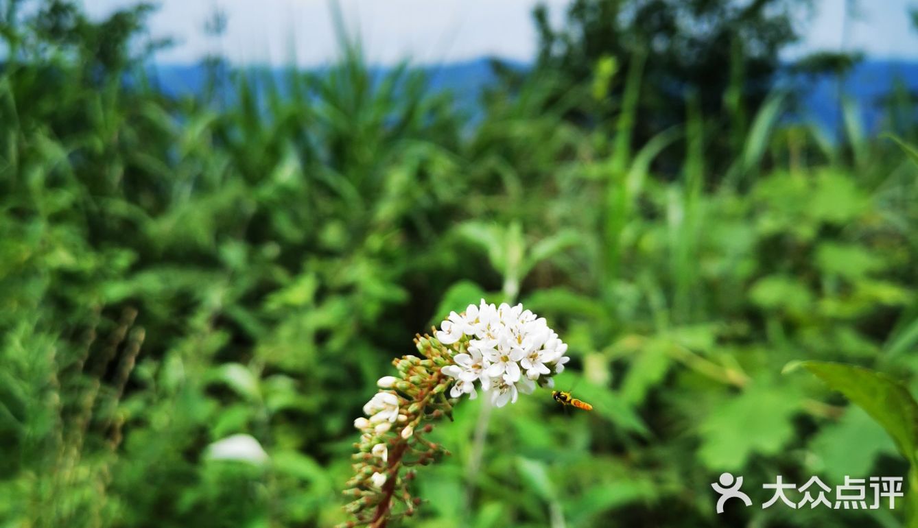 离重庆车程1.5小时避暑打卡地
