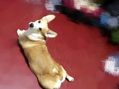 -多乐狗狗宠物训练工作室