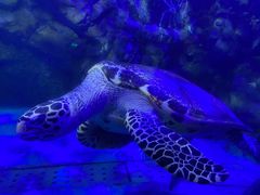 -太平洋海底世界