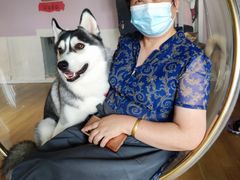 -Husky Go! 哈士奇体验馆·宠物咖啡厅狗咖