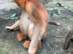 -贵州森林野生动物园