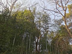 -上海佘山国家森林公园天马山园