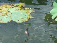 -荷塘月色湿地公园·向阳花洲