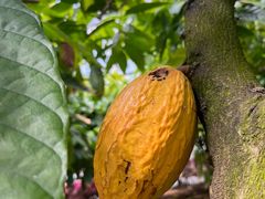 -歌斐颂巧克力小镇