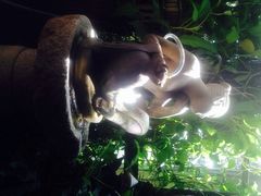 自然餐厅-自然餐厅(Phuket)