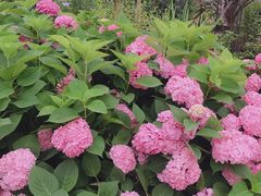 -三圣花乡旅游区