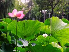 -四川大学(望江校区)