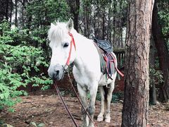 -铁山坪森林公园