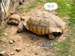 -灵玲国际马戏城