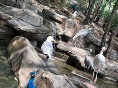 -燕塞湖鸟语林景区