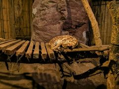 -清迈夜间动物园