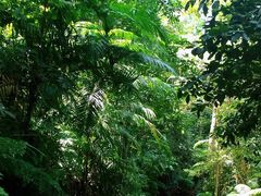 -热带雨林自然公园