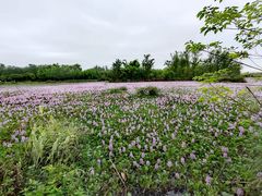 -白鹭湾湿地公园