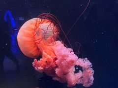 -亚特兰蒂斯•OSSIANO奥西亚诺海底餐厅