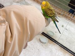-上海大自然野生昆虫馆(东方明珠·爬宠昆虫探索中心)