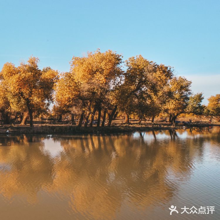秋天必去的额济纳🍁每年国庆如期而至‼️