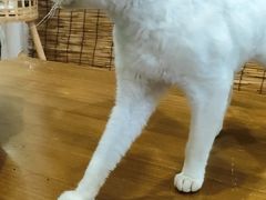 -楼上猫咖(罗湖店)
