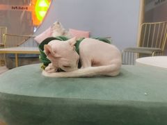 -BABIT巴比特宠物(MOMOPARK店)