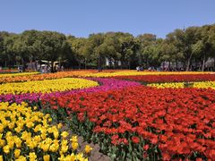 -大宁郁金香公园-停车场