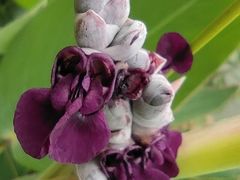 -南国桃园旅游度假区