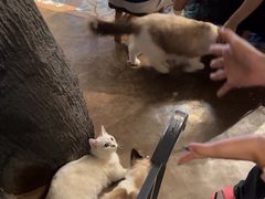 -猫猫幼稚园·撸猫·桌游·电玩