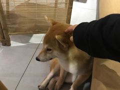 -柴务处·柴犬主题狗咖