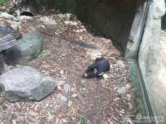 -可伦宾野生动物保护区