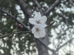 -高东镇樱花园