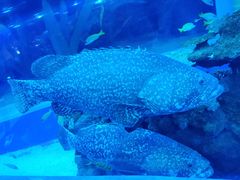 -成都浩海立方海洋公园