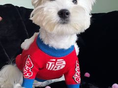 -宠福鑫康馨动物医院·骨科·眼科