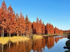 -黄海国家森林公园