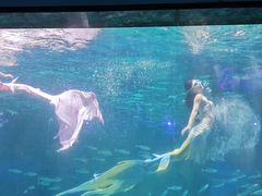 -海合安成都极地海洋公园