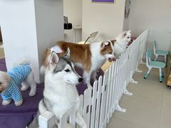 -怪兽屋·羊驼·猫咖·狗咖(俊华广场店)