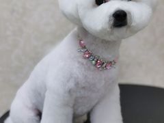 -乐琪宠物(青塔西路店)