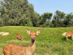 -北京野生动物园