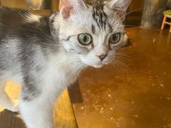 -猫猫幼稚园·撸猫·桌游·电玩