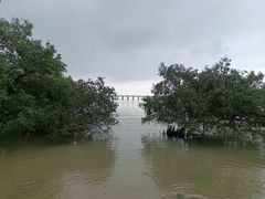 -宝安西湾红树林湿地公园