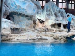 -帝企鹅自助餐厅•儿童岛•真企鹅(长隆企鹅酒店)