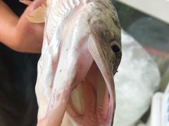 -煲来饱去冷水鱼