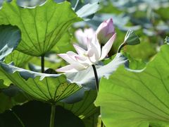 -番禺大夫山森林公园