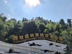 -西双版纳原始森林公园