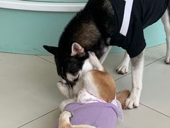 -怪兽屋·羊驼·猫咖·狗咖(俊华广场店)