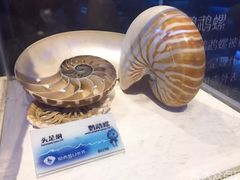 -贝壳梦幻世界