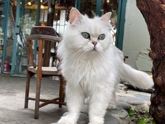 -喵屿·大理花园猫咖